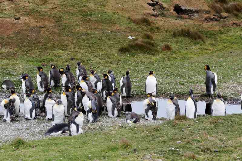 Пингвины на Фолклендских островах рядом с водоемом